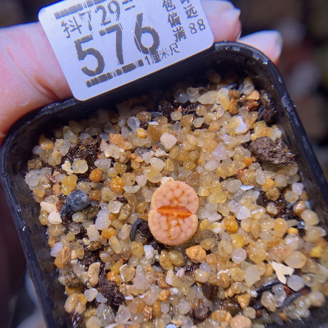 绝绝子生石花729.576