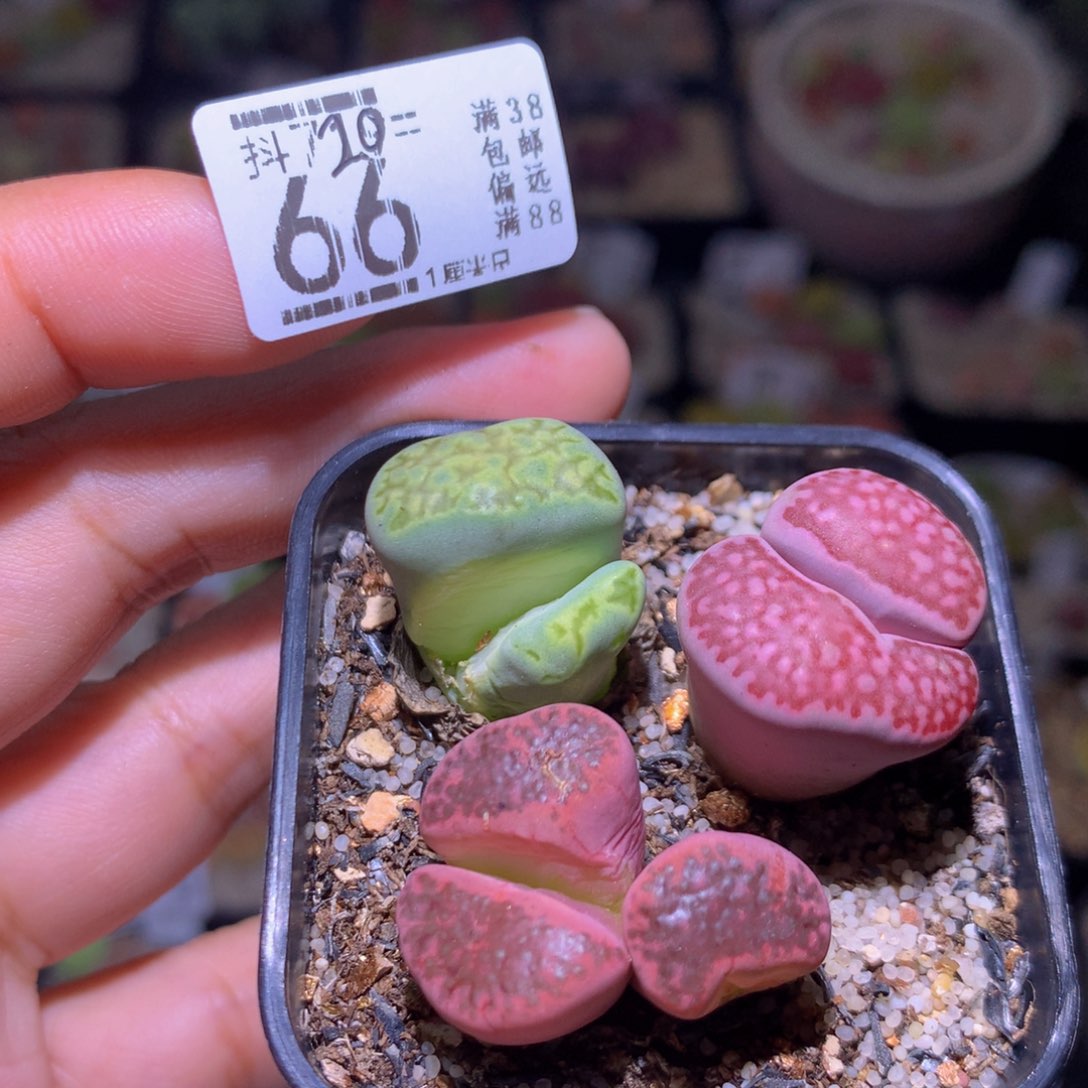 精品生石花720.66高特