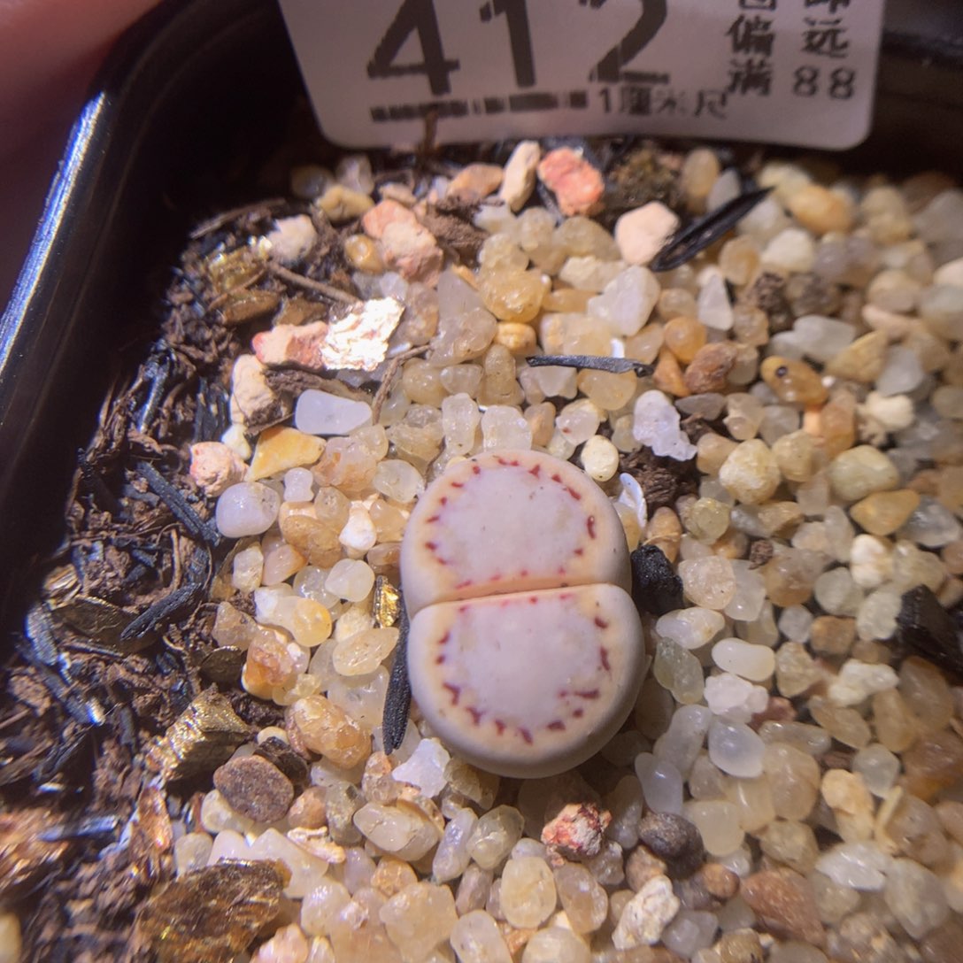 精品生石花730.412