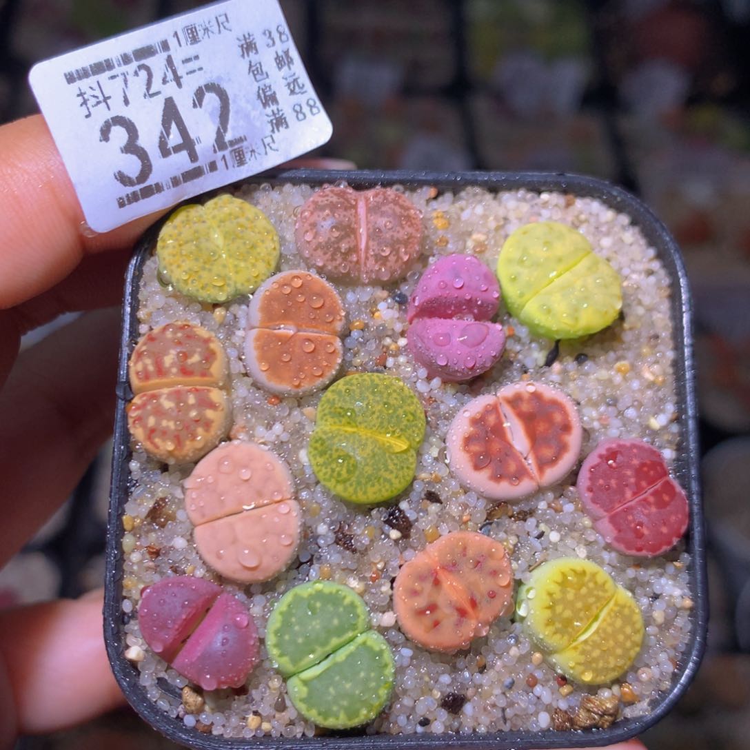 生石花精品多肉724.342