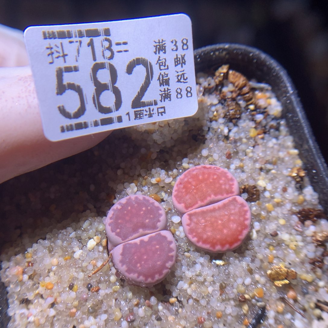 精品生石花718.582