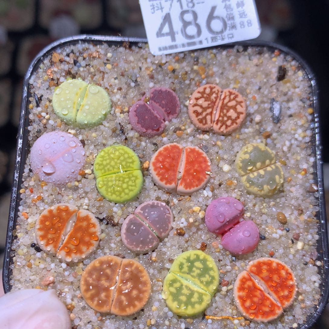 精品生石花718.486