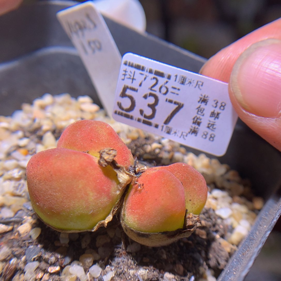 精品生石花726.537