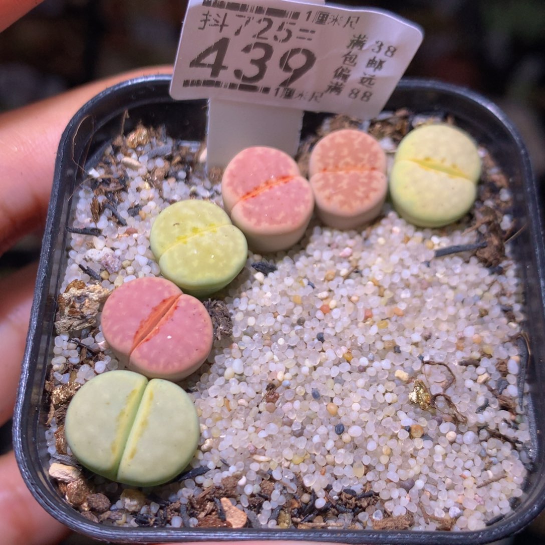 精品生石花725.439
