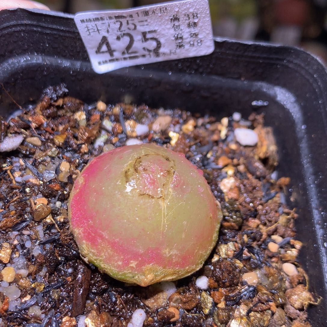 精品生石花725.425
