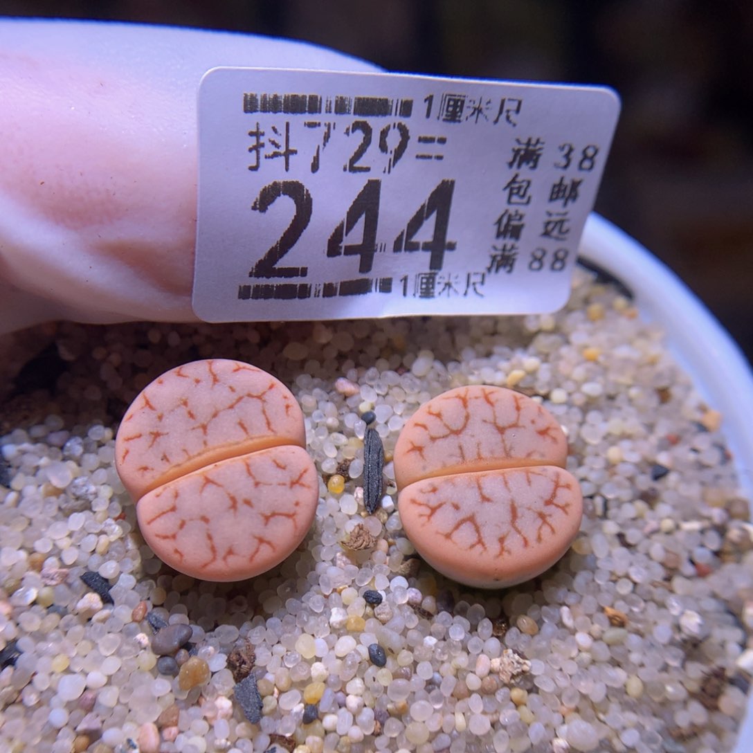 精品生石花729.244