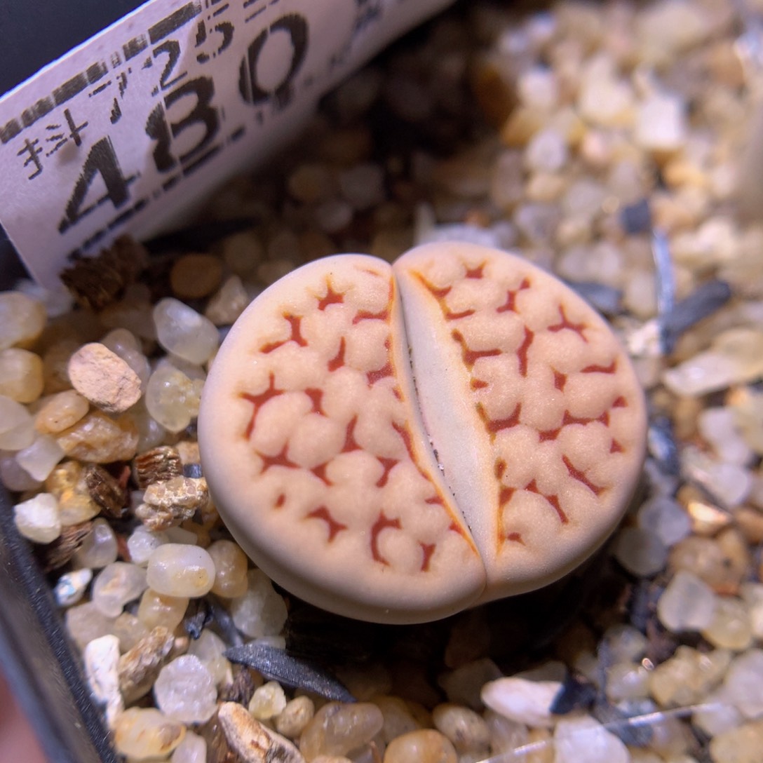 精品生石花725.480