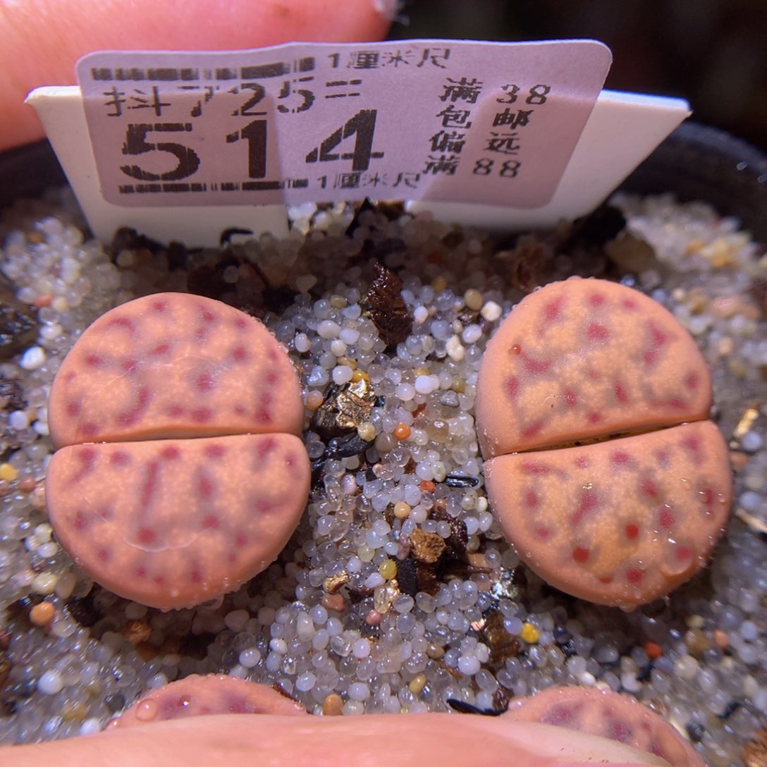 精品生石花725.514
