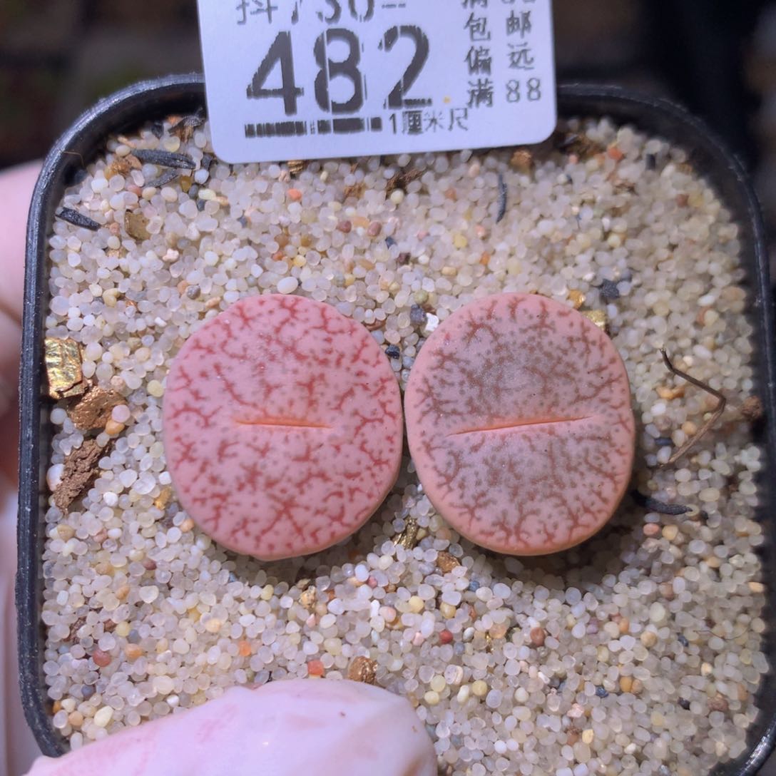 精品生石花730.482