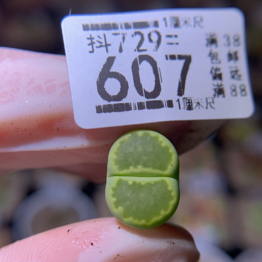 绝绝子生石花729.607