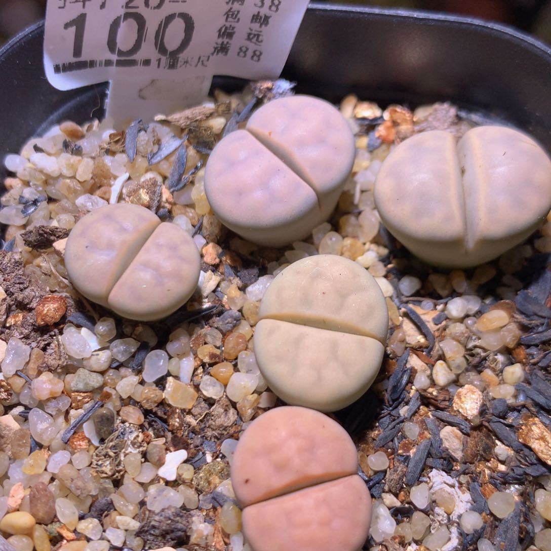 精品生石花726.100