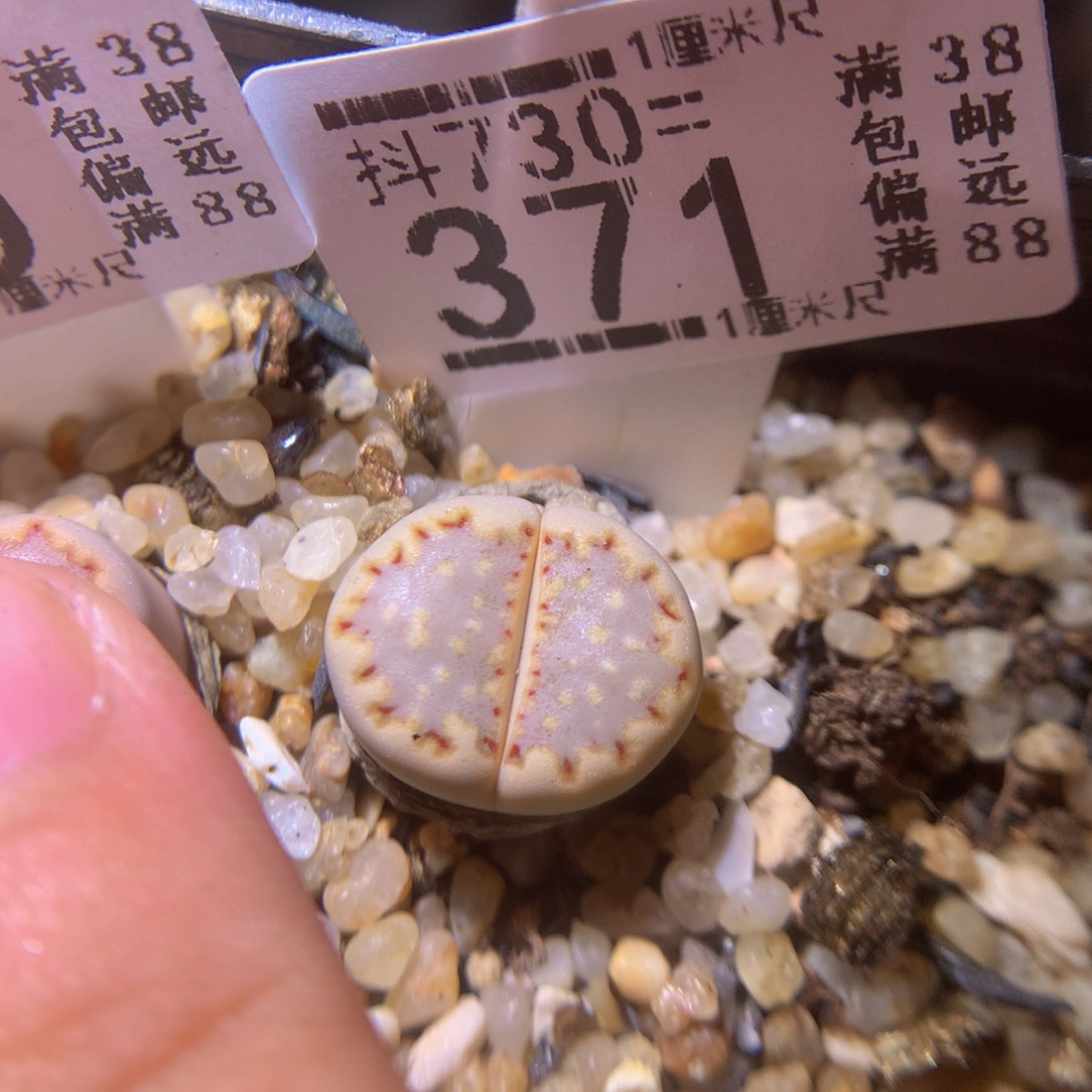 精品生石花730.371