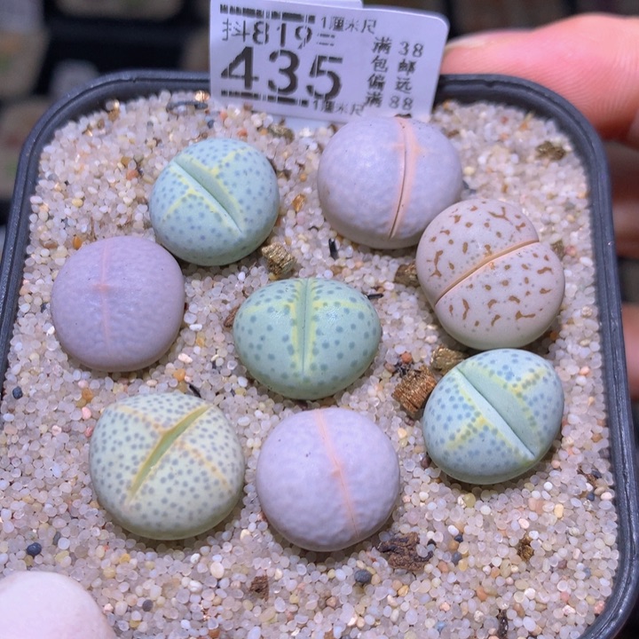 精品生石花819.435