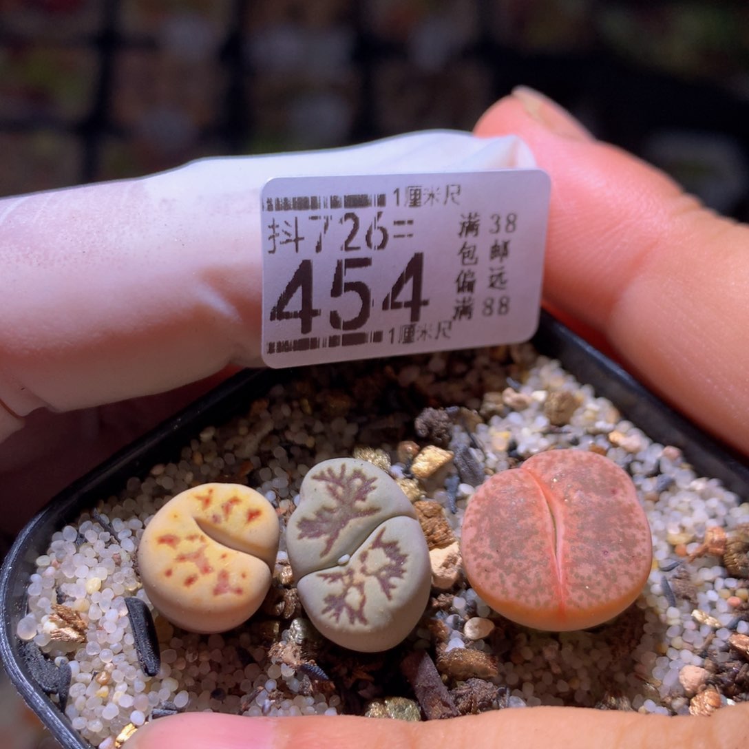 精品生石花726.454