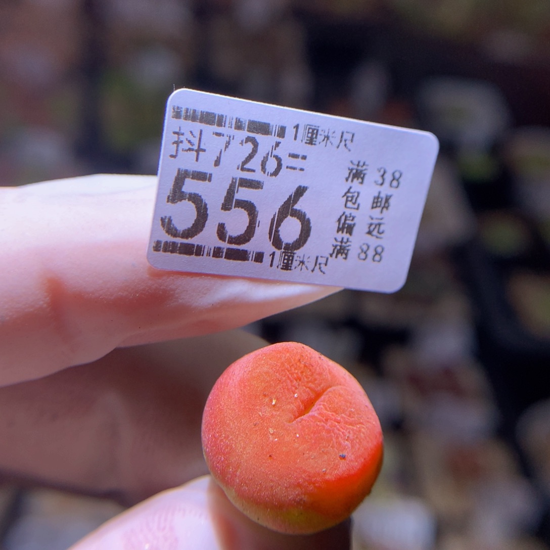精品生石花726.556