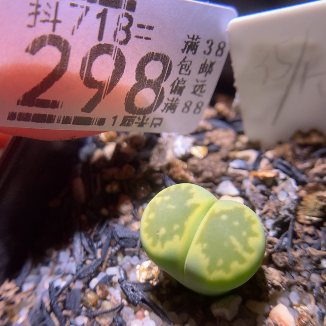 精品生石花718.298