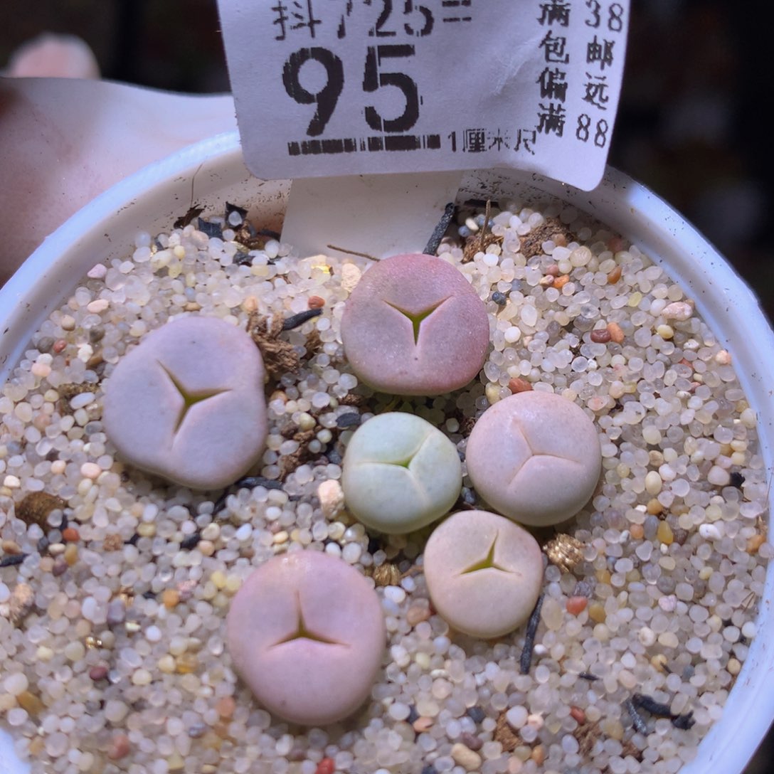 精品生石花725.95