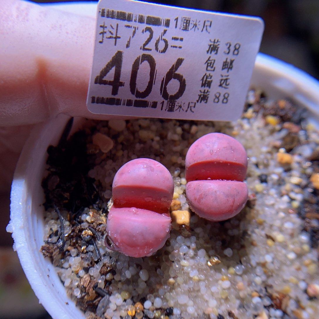精品生石花726.406