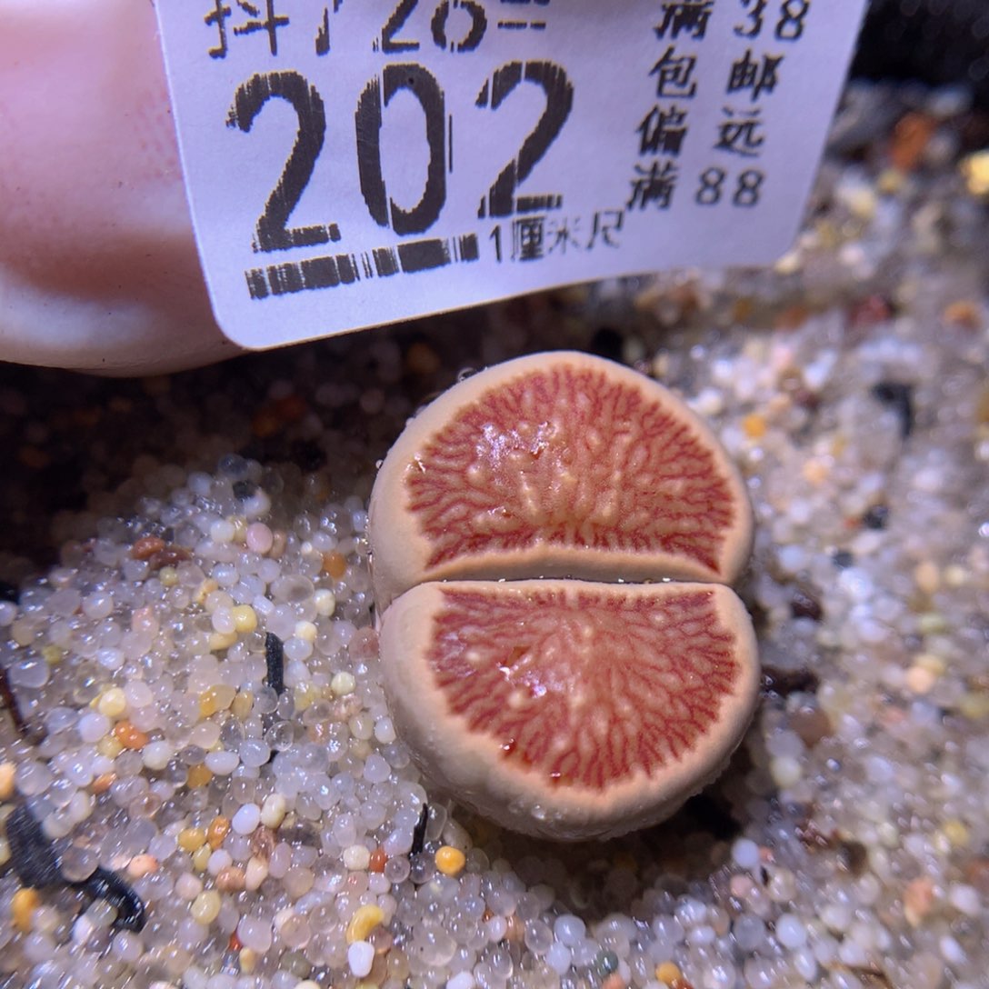 精品生石花72.202