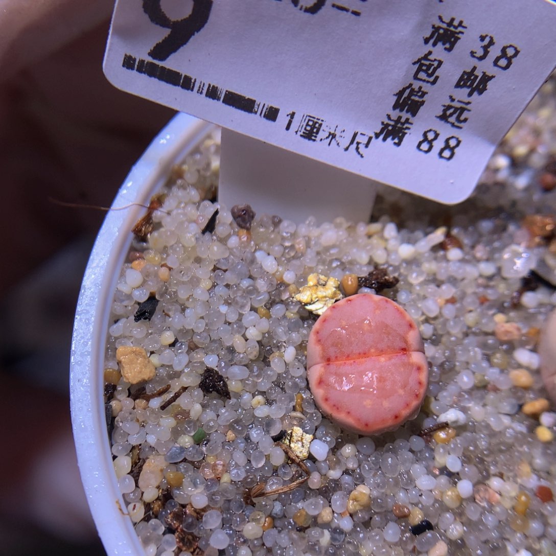 精品生石花726.9