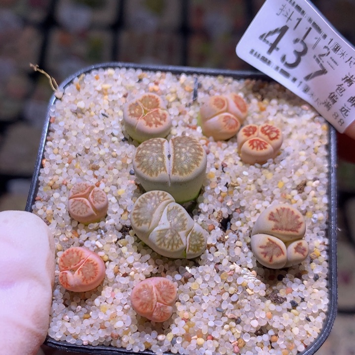 精品生石花1112.437