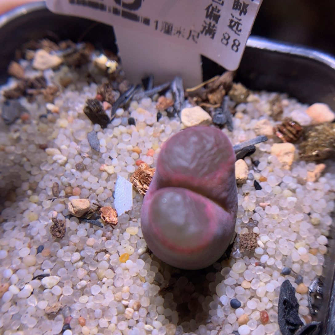 精品生石花729.25