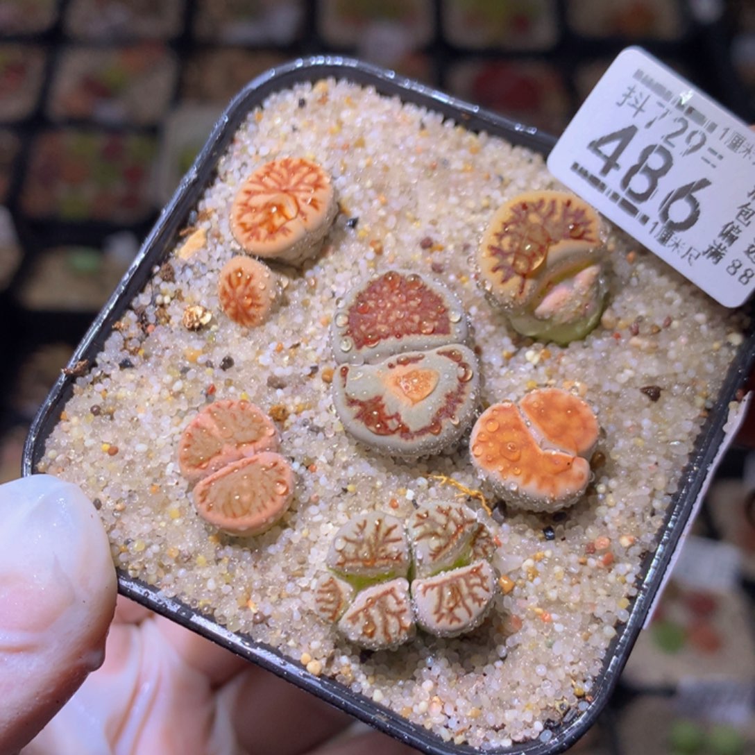 精品生石花729.486