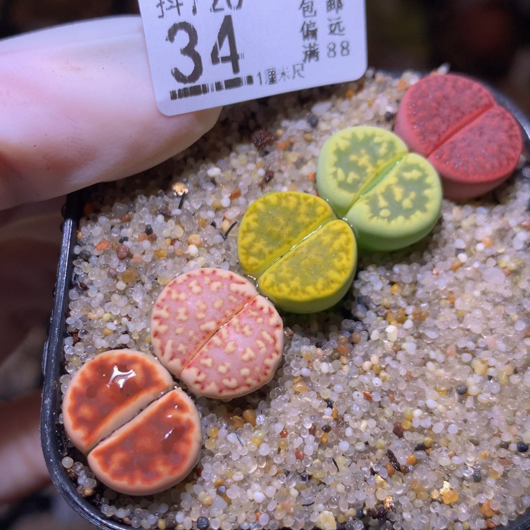 精品生石花726.34