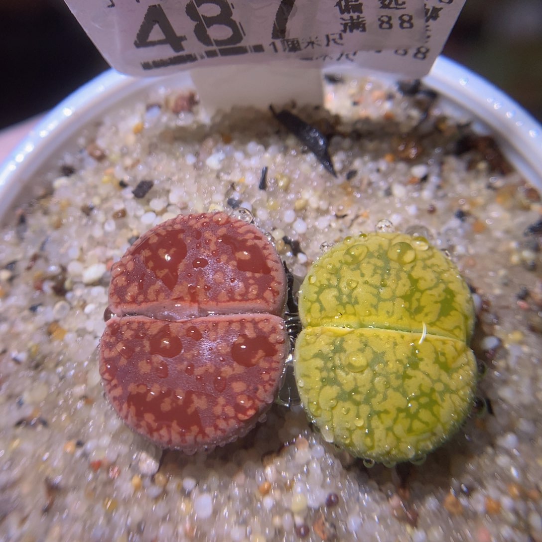 精品生石花730.487