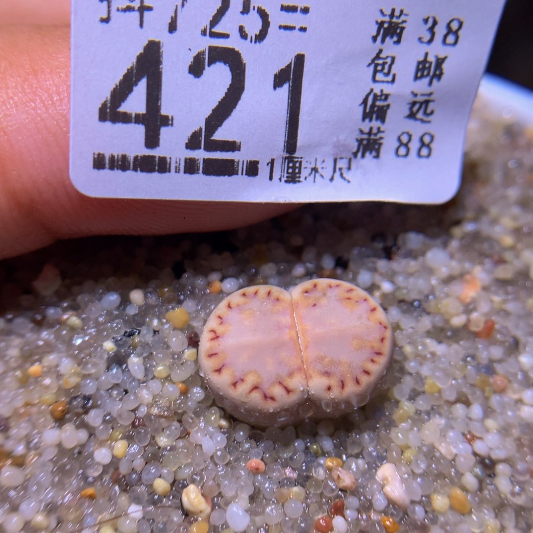 精品生石花725.421