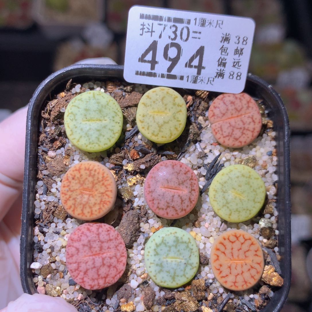 精品生石花730.494