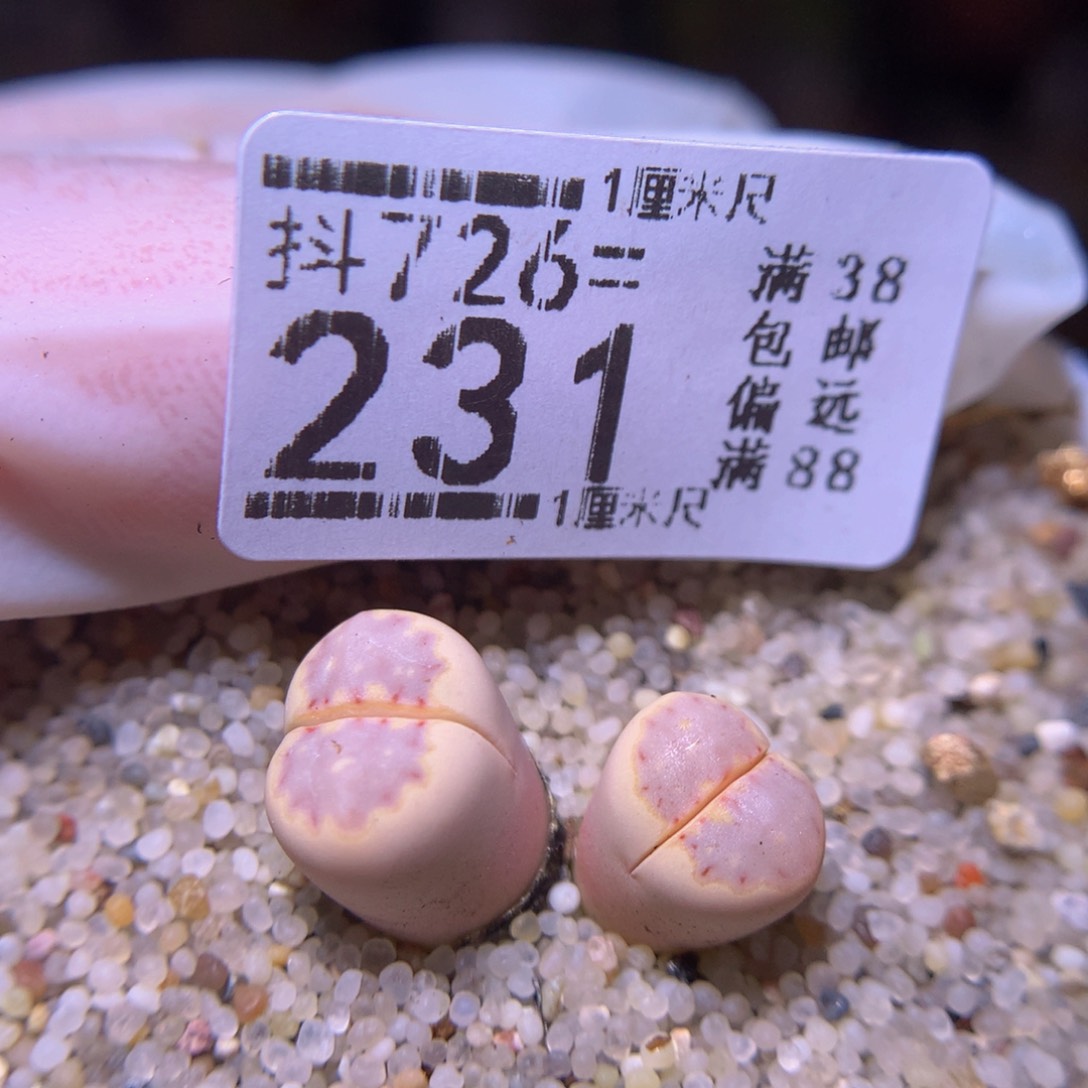 精品生石花726.231