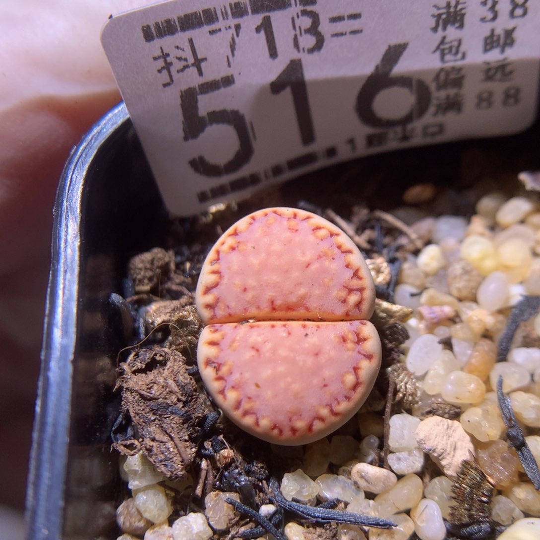 精品生石花718.516