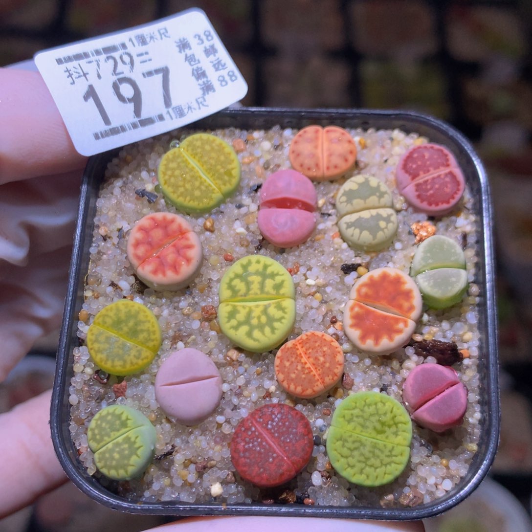 精品生石花多肉729.197