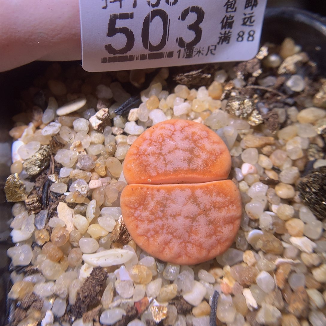 精品生石花730.503