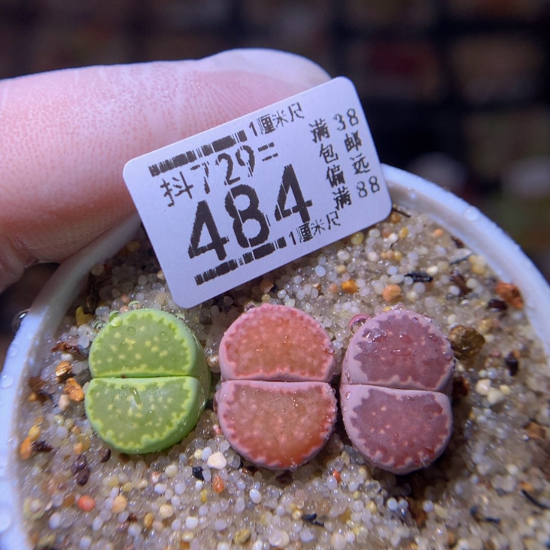 精品生石花729.484