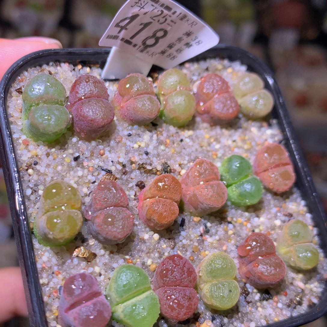 精品生石花725.418