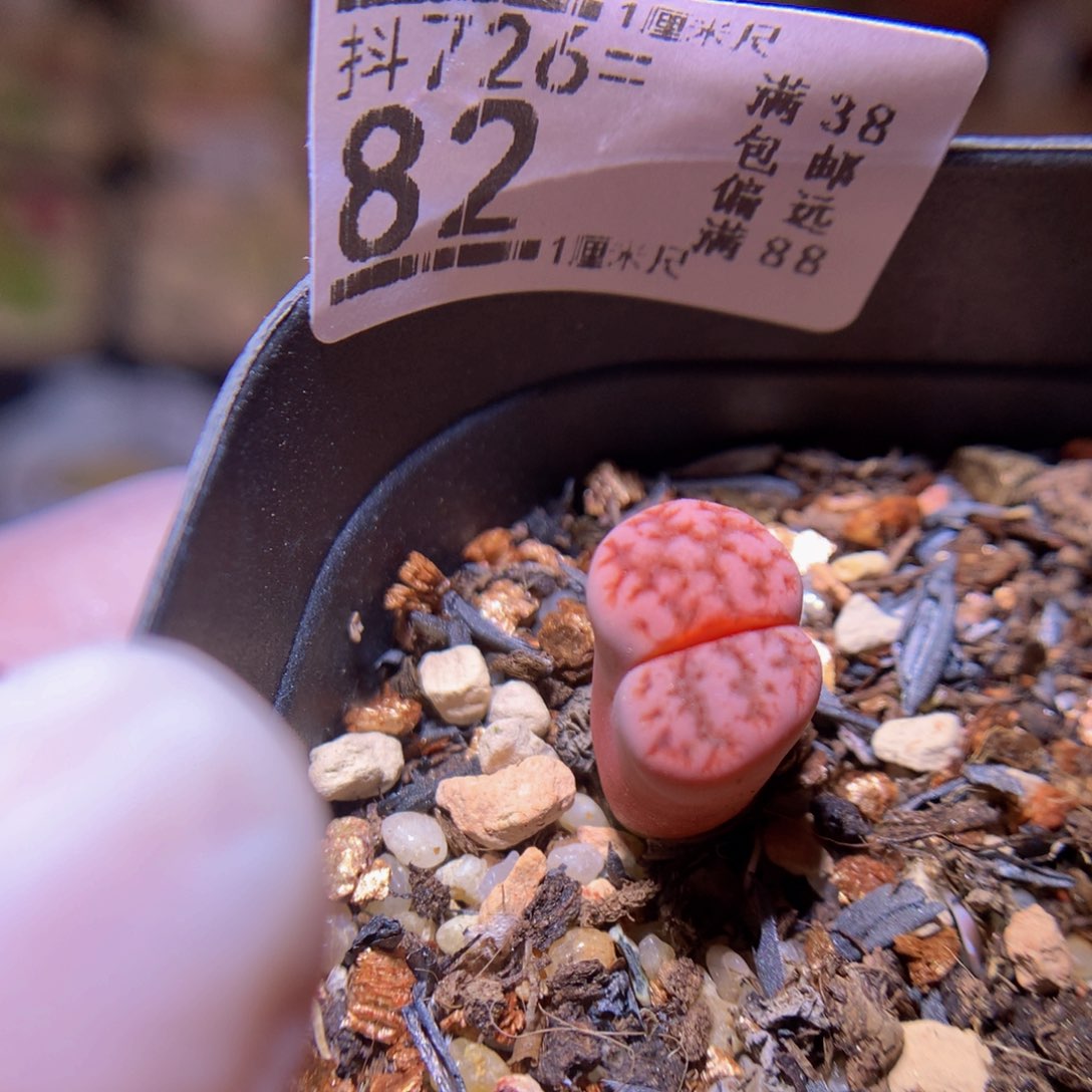 精品生石花726.82高特