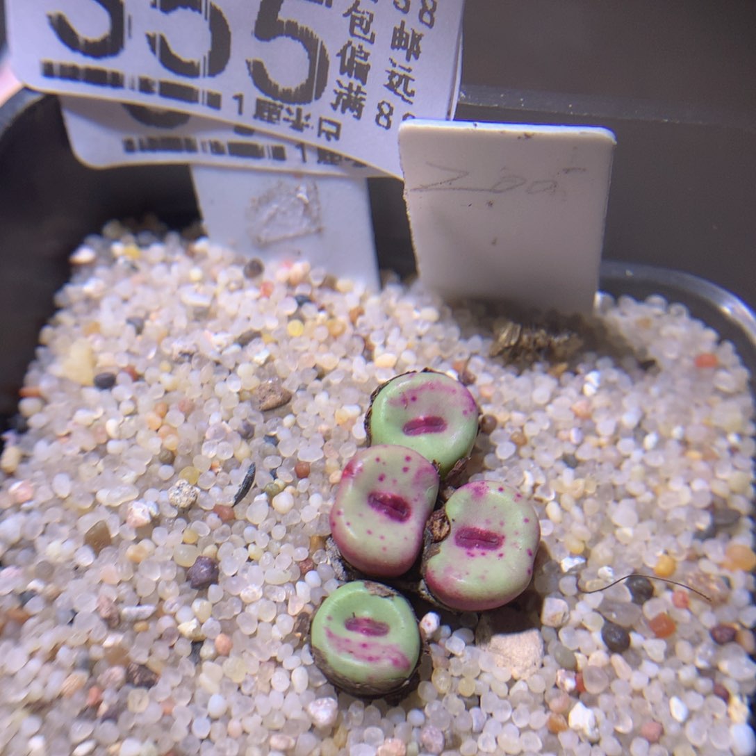 精品生石花718.355