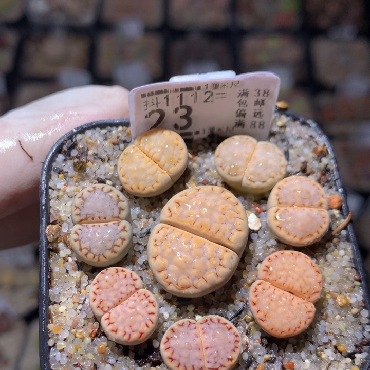 精品生石花1112.23