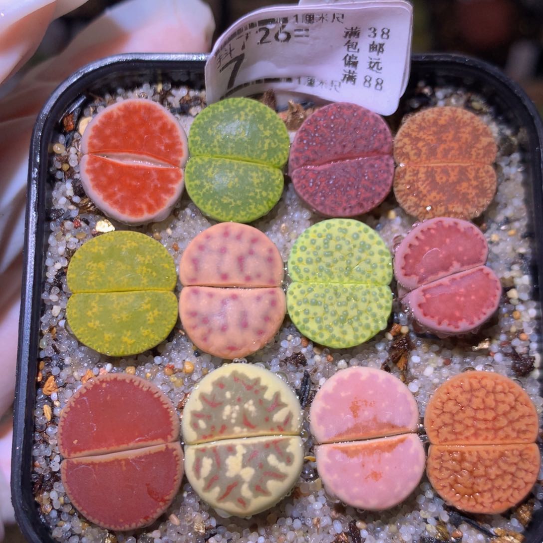 精品生石花726.7