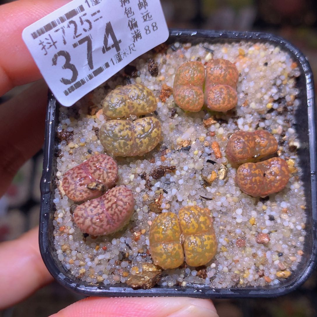 精品生石花725.374