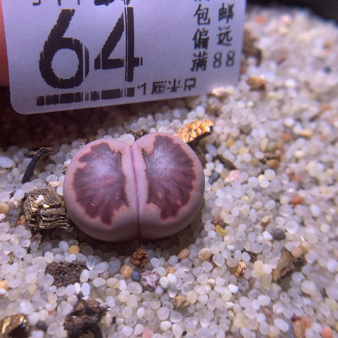 精品生石花720.64