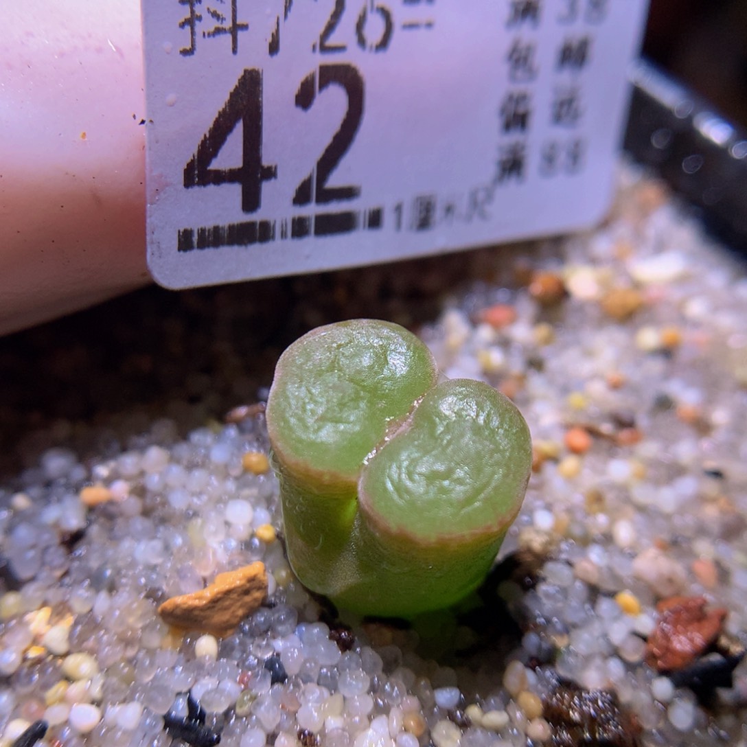 精品生石花726.42磁铁