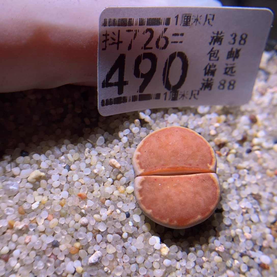 精品生石花726.490