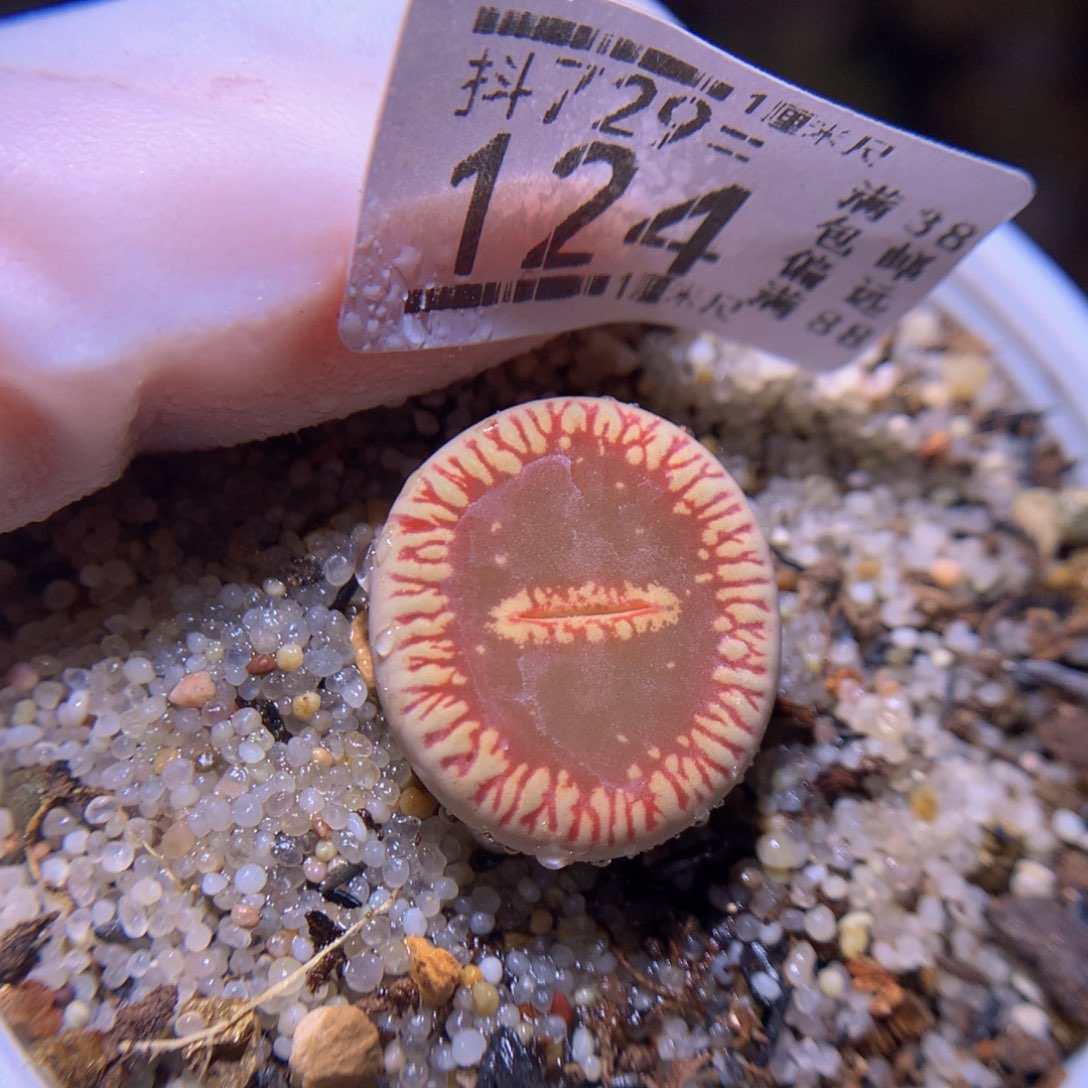 精品生石多肉729.124