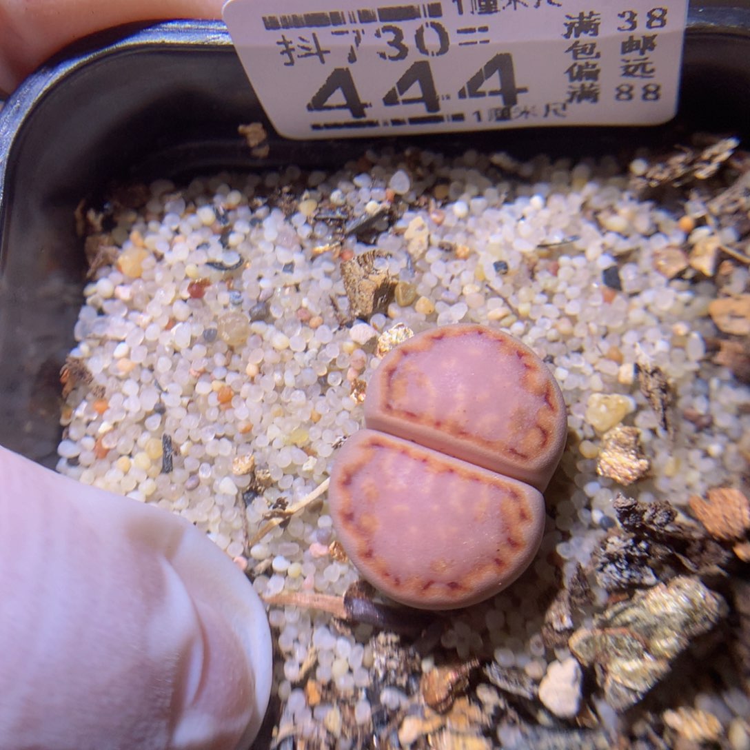 精品生石花730.444