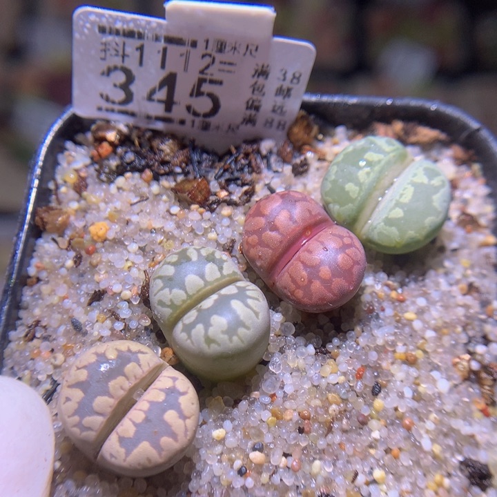 精品生石花1112.345