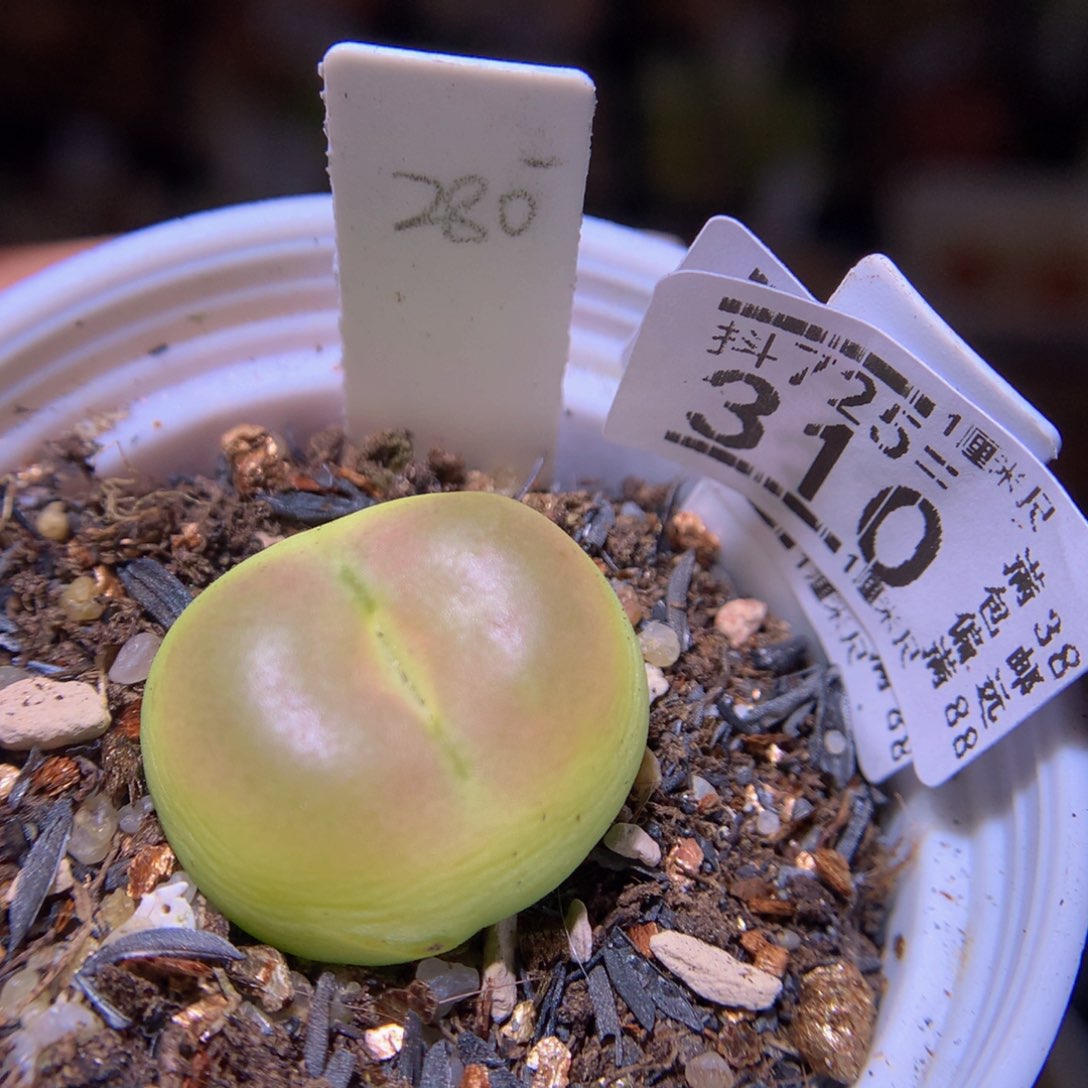 精品生石花725.310