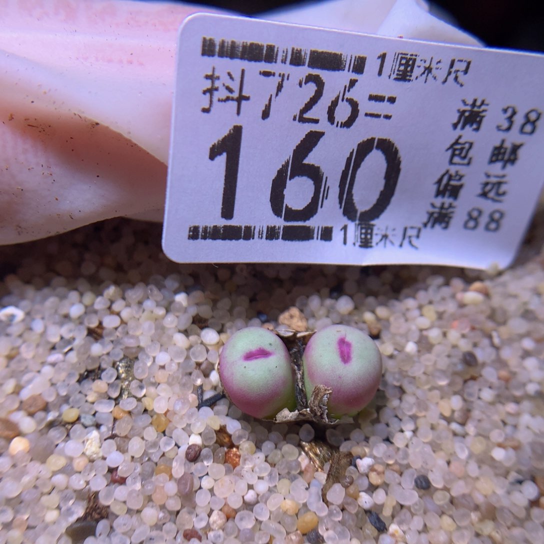 精品生石花726.160贝特芬